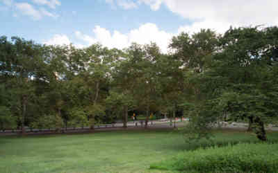 📷 Central Park