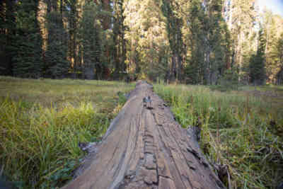 📷 Sequoia National Park