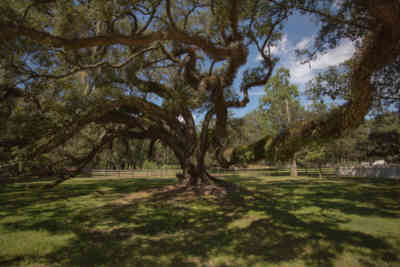 📷 Destrehan Plantation