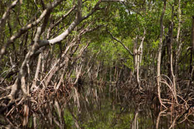 📷 everglades