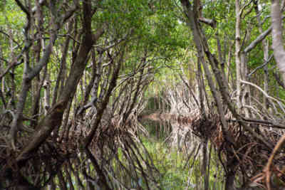 📷 everglades