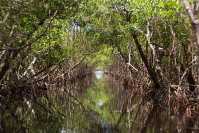 📷 everglades