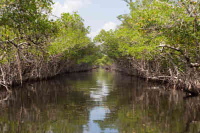 📷 everglades