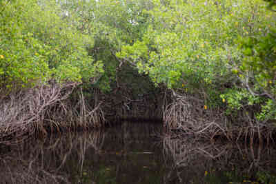 📷 everglades