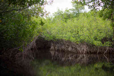 📷 everglades