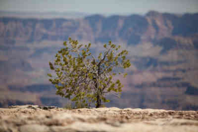 📷 Lone Tree