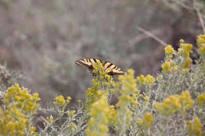 📷 Butterfly