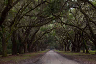 📷 Wormsloe