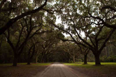 📷 Wormsloe