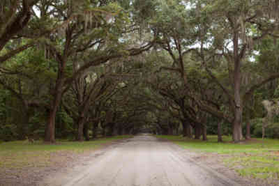 📷 Wormsloe