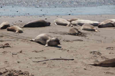 📷 Elephant Seal Vista Point