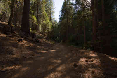 📷 Sequoia National Forest