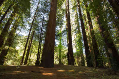 📷 Avenue of the Giants