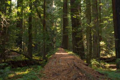 📷 Avenue of the Giants