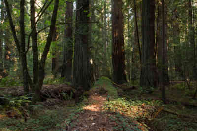 📷 Avenue of the Giants