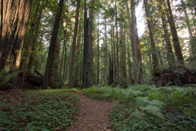 📷 Avenue of the Giants