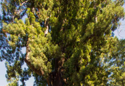 📷 Chandelier Tree