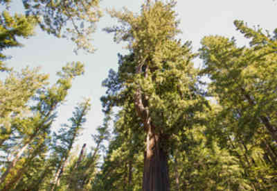 📷 Chandelier Tree