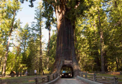 📷 Chandelier Tree