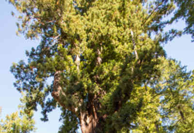 📷 Chandelier Tree