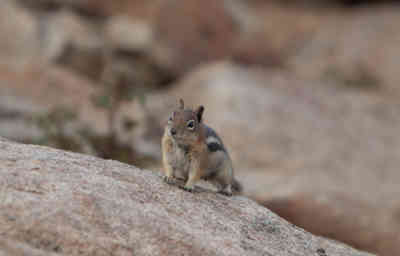 📷 Squirrel