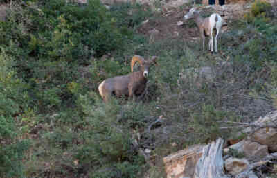 📷 Bighorn Sheep