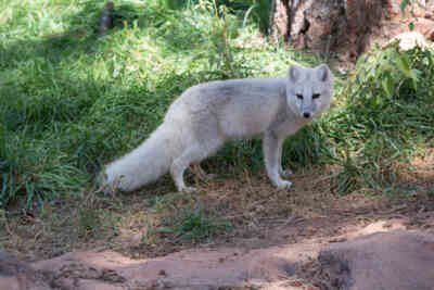 📷 Arctic Fox