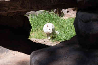 📷 Arctic Fox