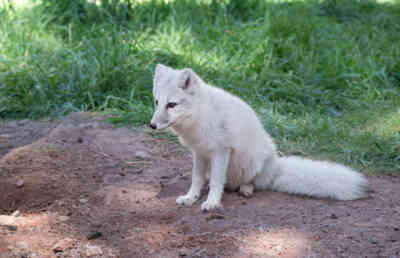 📷 Arctic Fox