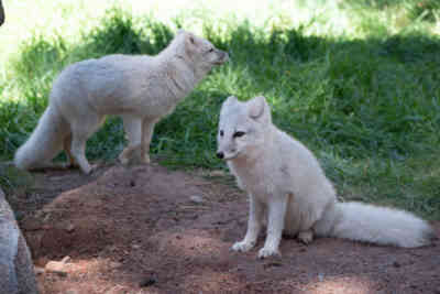 📷 Arctic Fox