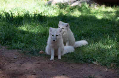 📷 Arctic Fox