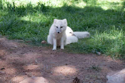 📷 Arctic Fox