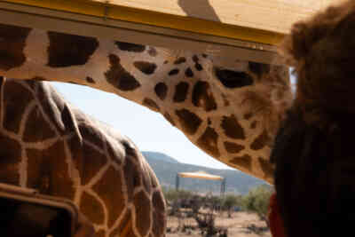 📷 Giraffe up close