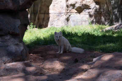 📷 Arctic Fox