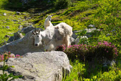 📷 Mountain Goats