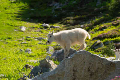📷 Baby Mountain Goat