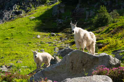 📷 Mountain Goats