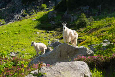 📷 Mountain Goats