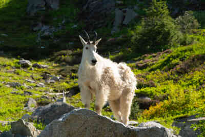 📷 Mountain Goat