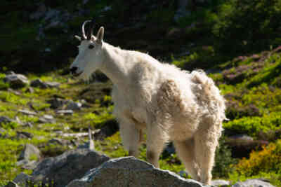 📷 Mountain Goat