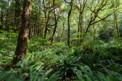 📷 Olympic National Park