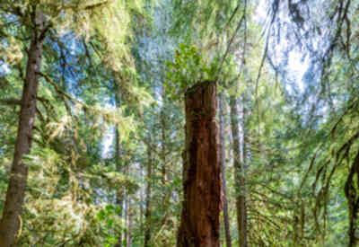 📷 Olympic National Park