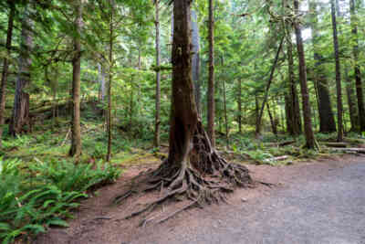 📷 Olympic National Park