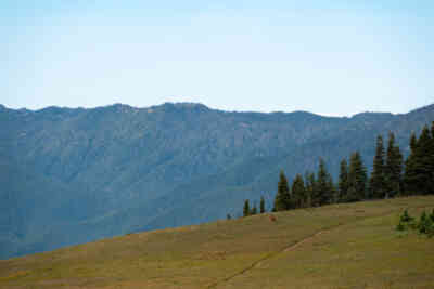 📷 Elk