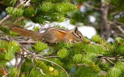 📷 Chipmunk