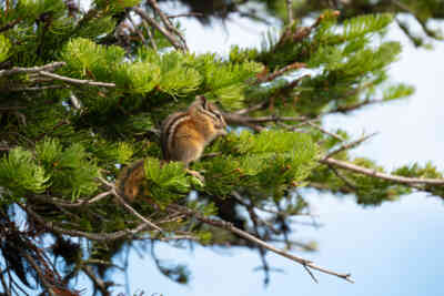 📷 Chipmunk