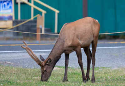 📷 Bull Elk