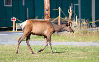 📷 Bull Elk