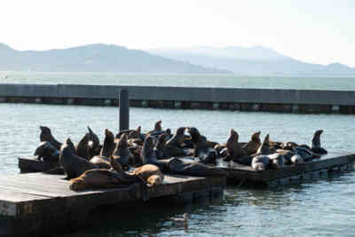 📷 Sea Lions
