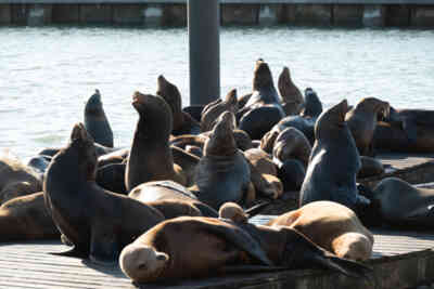 📷 Wounded Sea Lion